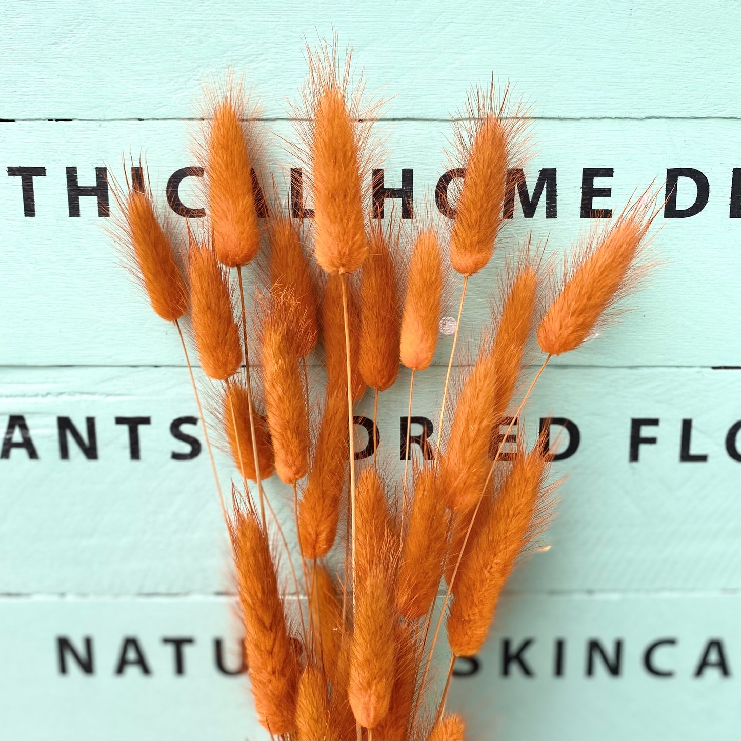 Dried Lagurus 'Bunny Tails' - Rust