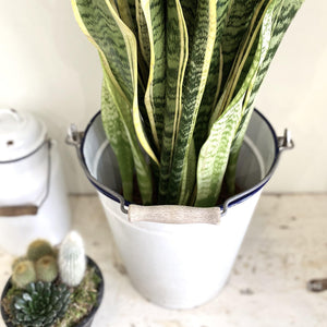 Large Sansevieria 'Snake Plant'