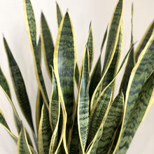 Load image into Gallery viewer, Large Sansevieria &#39;Snake Plant&#39;
