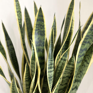 Large Sansevieria 'Snake Plant'