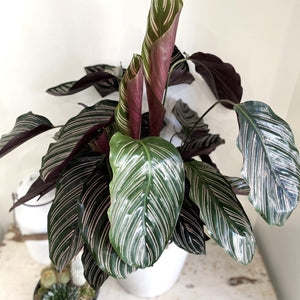 Calathea 'Ornata'