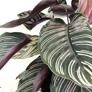 Calathea 'Ornata'