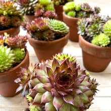Load image into Gallery viewer, Mixed Mini Sampervivum

