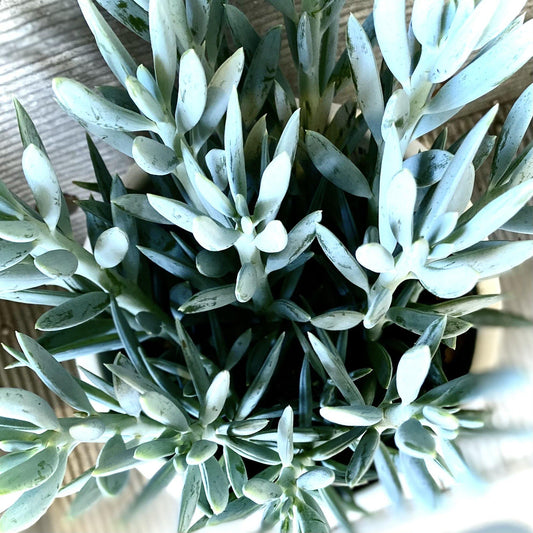 Curio Ficoides 'Mount Everest'