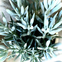 Load image into Gallery viewer, Curio Ficoides &#39;Mount Everest&#39;
