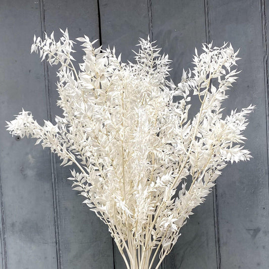 Dried Ruscus Ivory - single stem