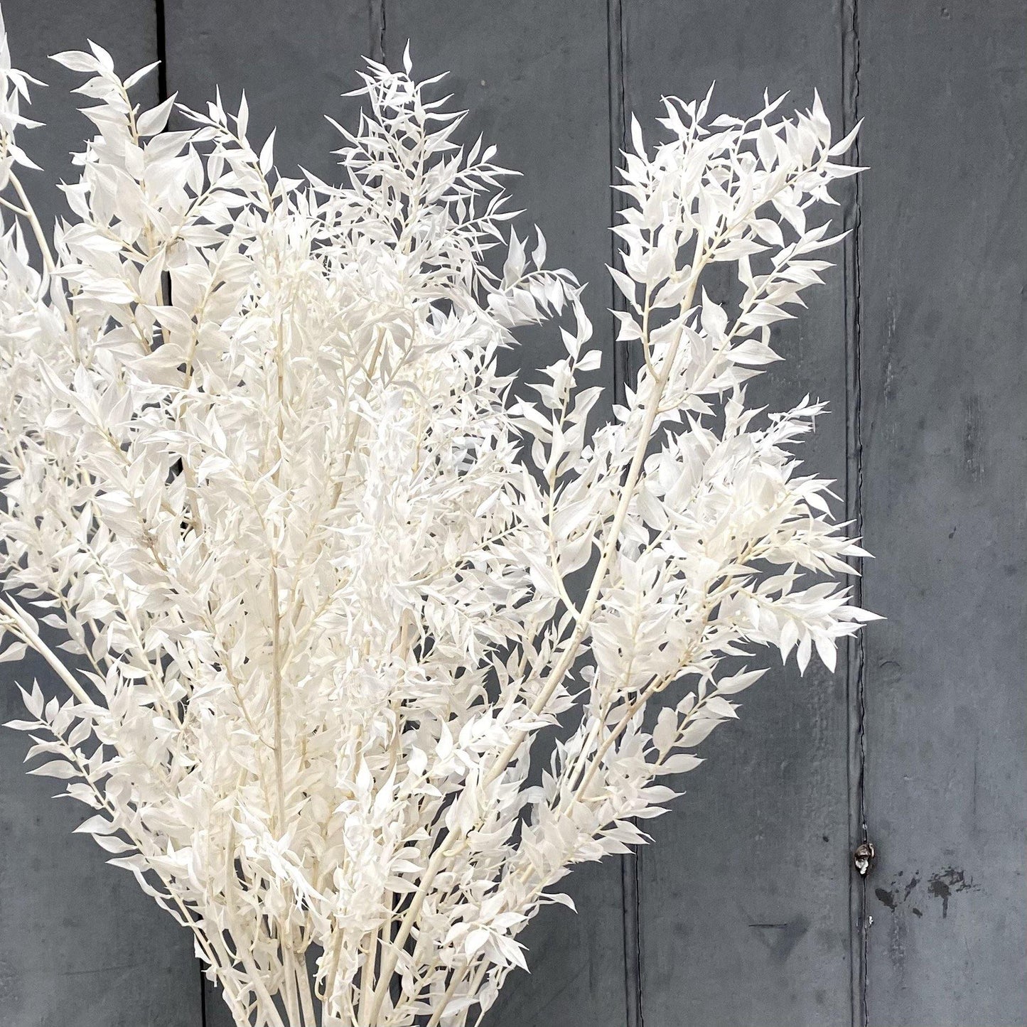 Dried Ruscus Ivory - single stem