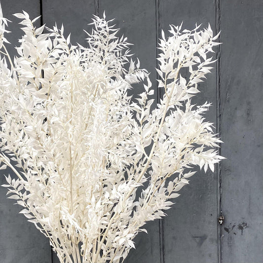 Dried Ruscus Ivory - single stem