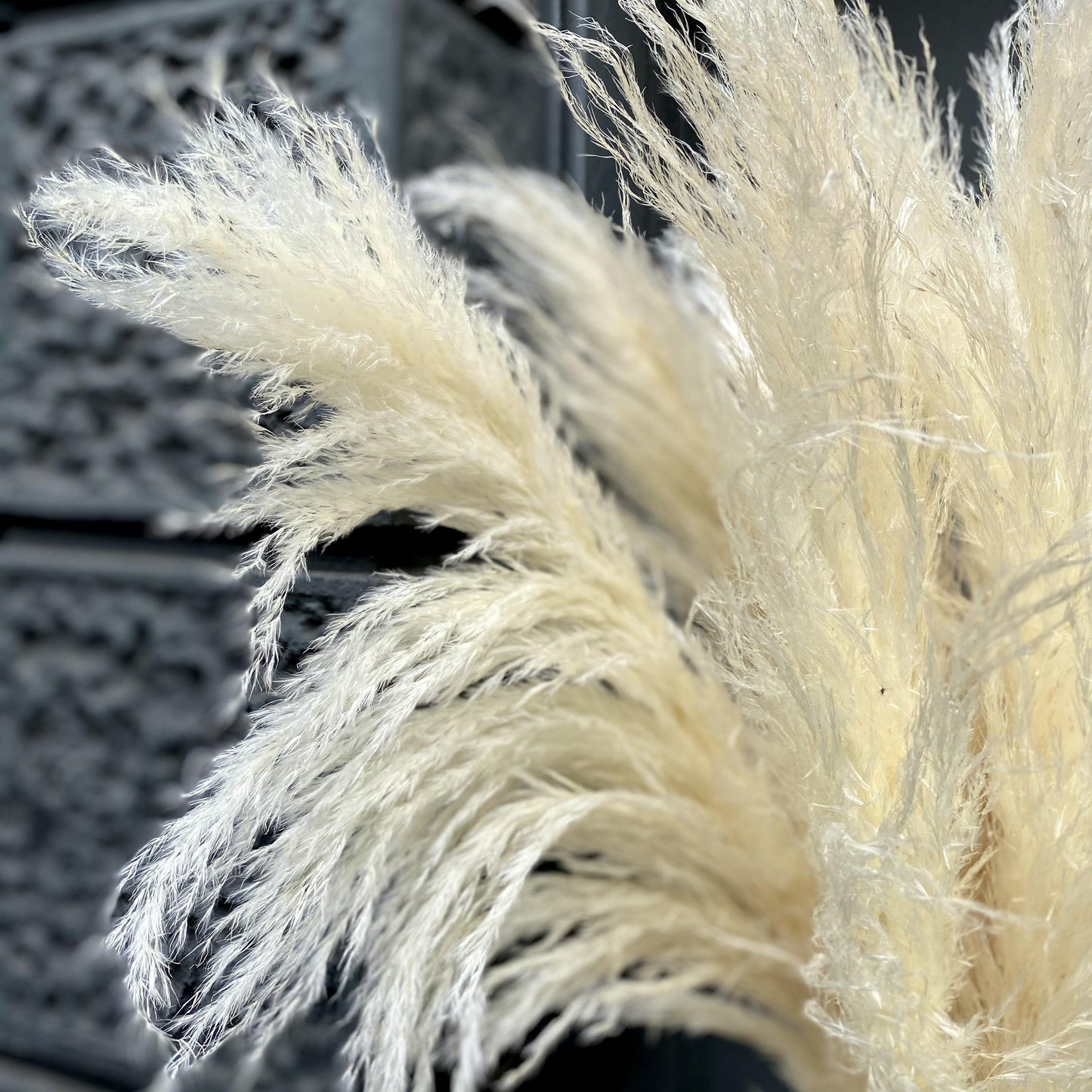 Dried Pampas - Blondie