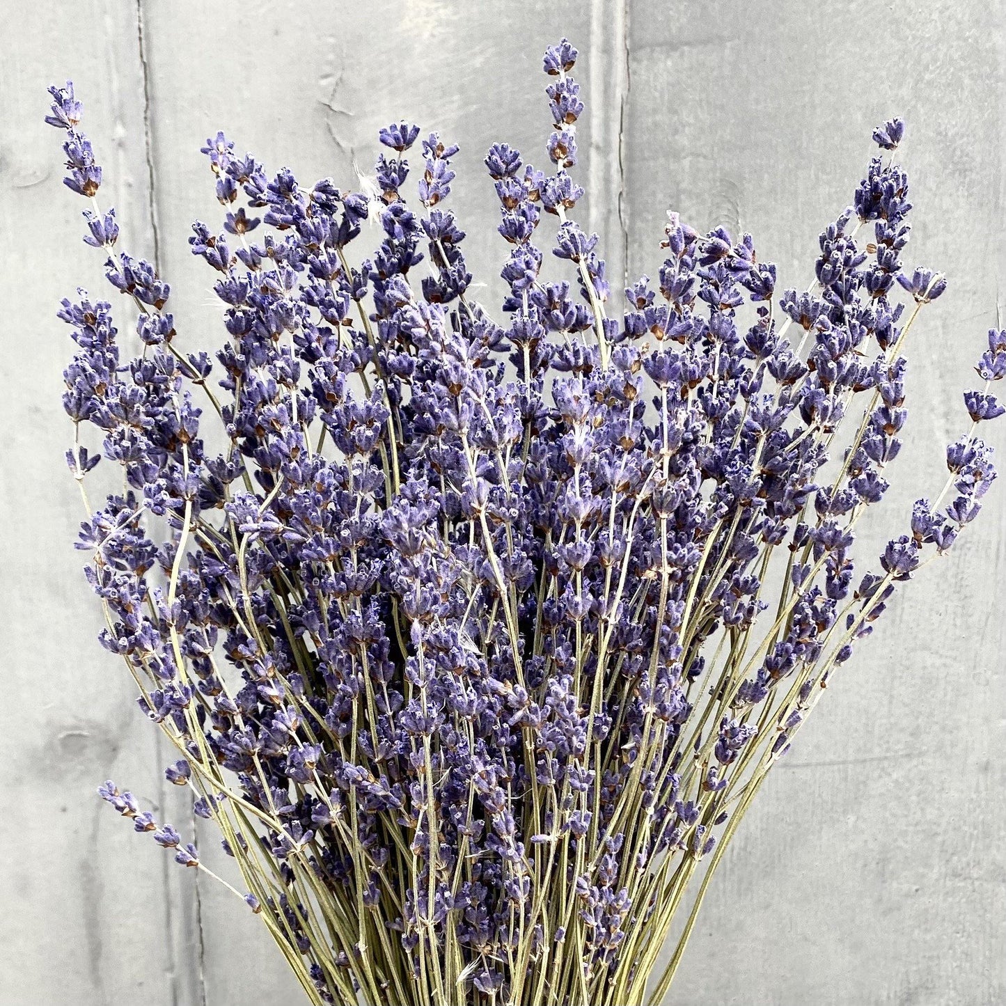 Dried Lavender