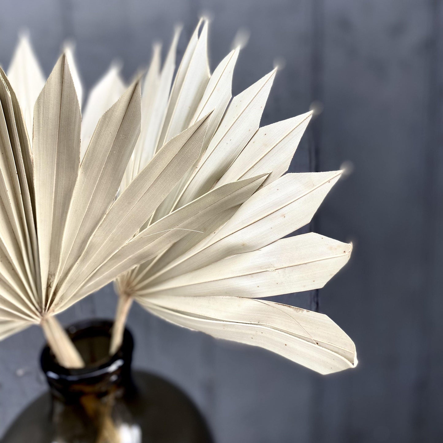 Dried Palm - Natural (50cm)