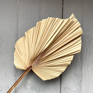 Dried Giant Washington Palm