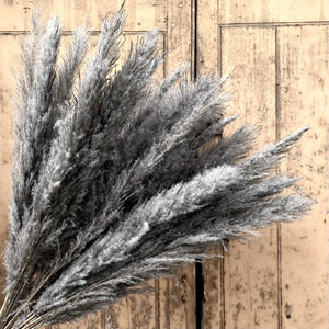 Dried Pampas - Charcoal