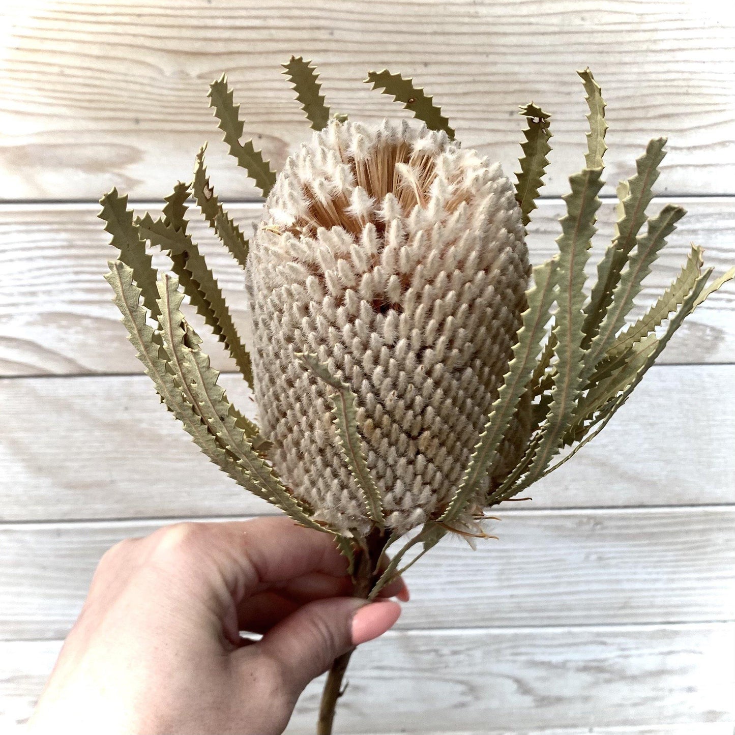 Dried Protea 'Banksia'