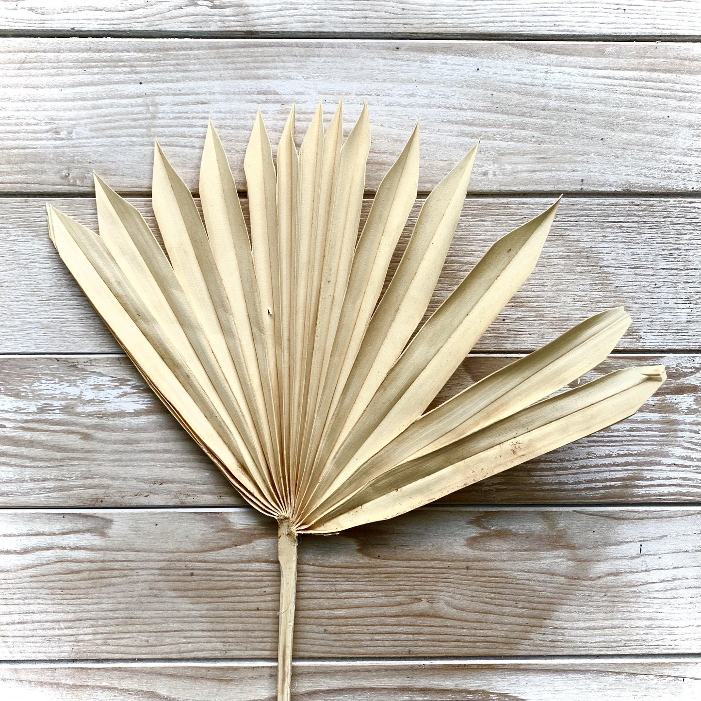 Dried Palm - Apricot (50cm)