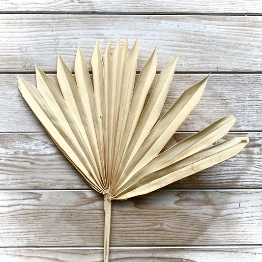 Dried Palm - Apricot (50cm)