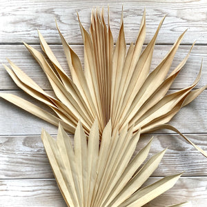 Dried Palm - Apricot (50cm)