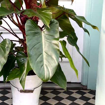 Philodendron 'Red Beauty' – Wild & Rust