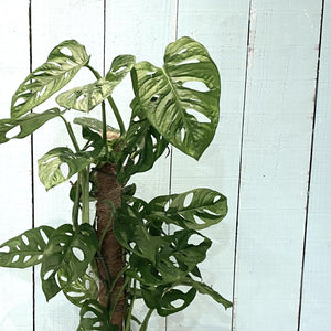 Monstera Obliqua 'Monkey Mask'