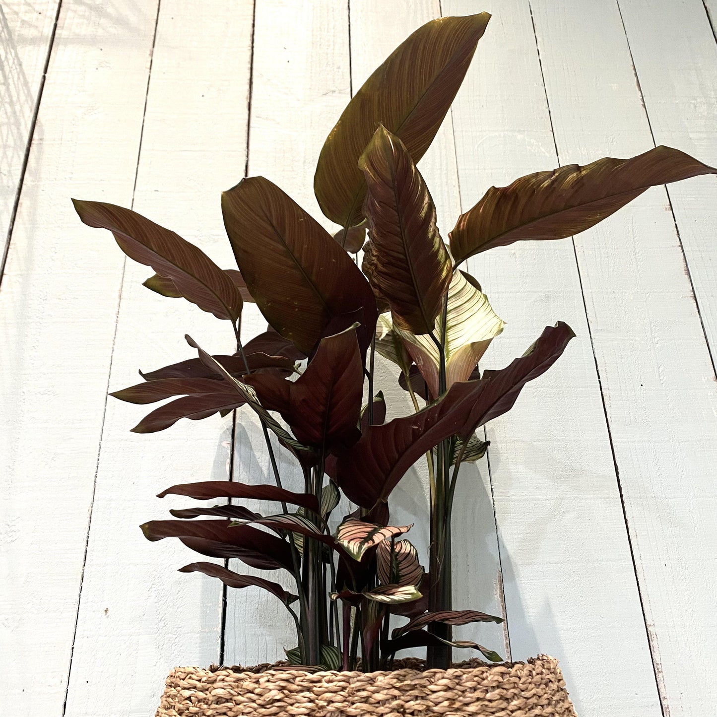 Calathea 'Whitestar'