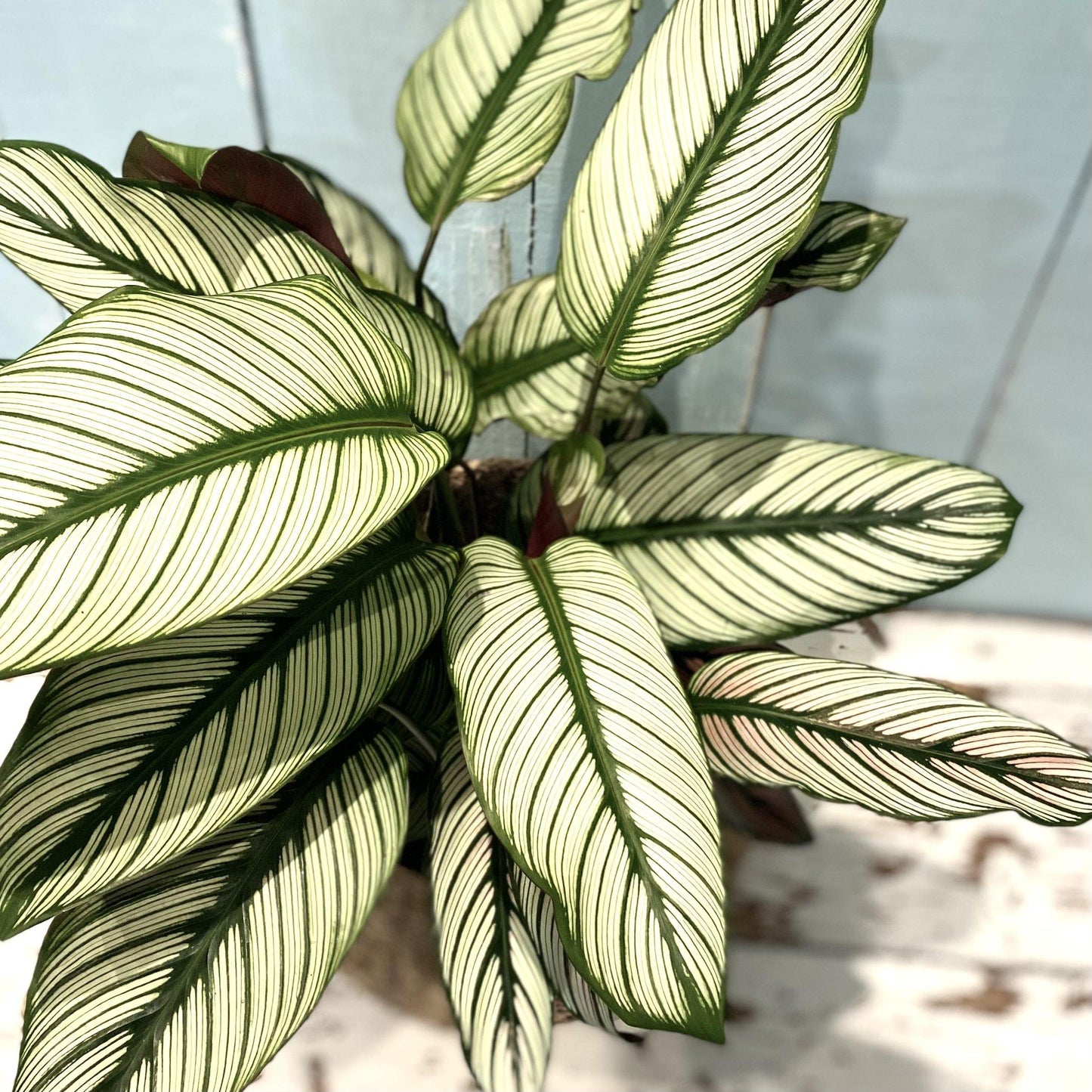 Calathea 'Whitestar'