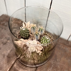 Hattie Terrarium