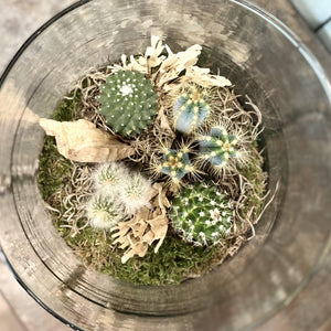 Hattie Terrarium