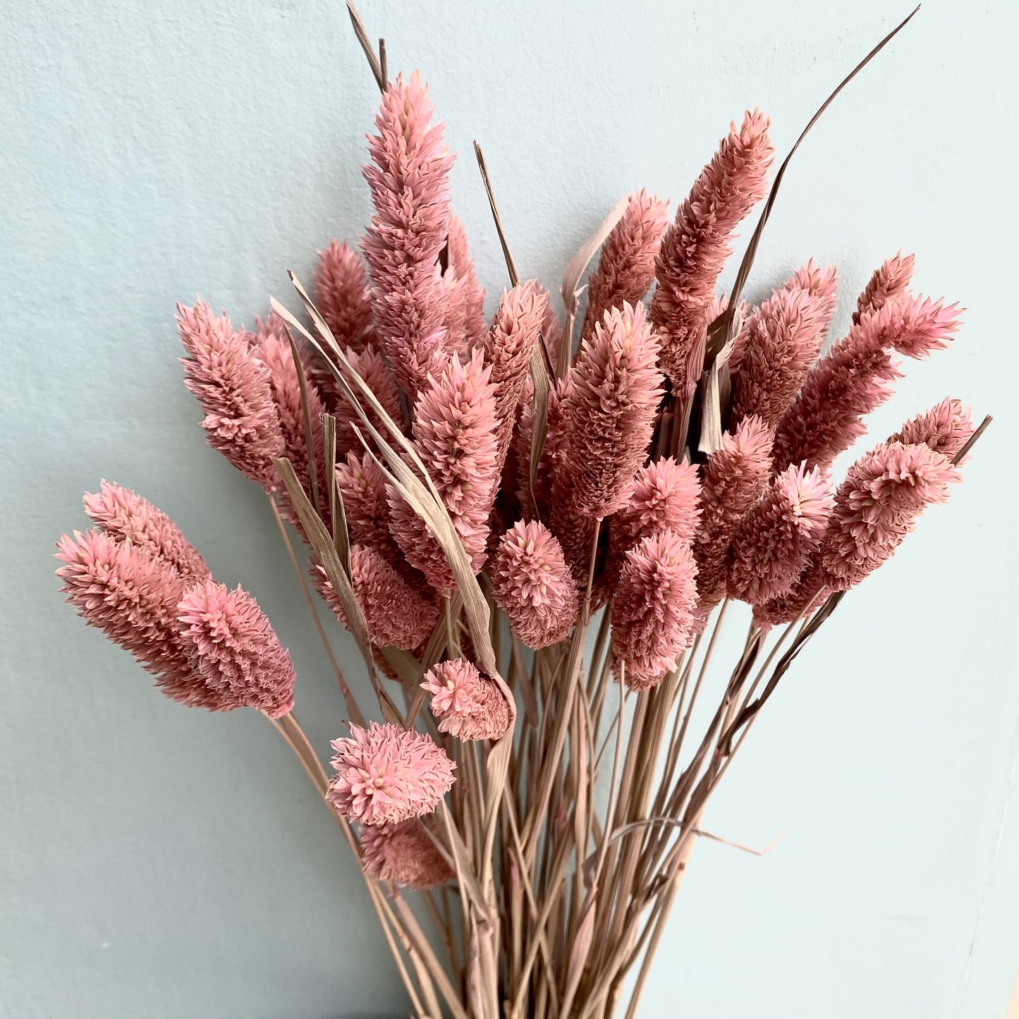 Dried Phalaris - Coral