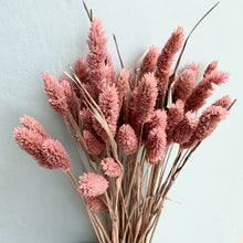 Load image into Gallery viewer, Dried Phalaris - Coral

