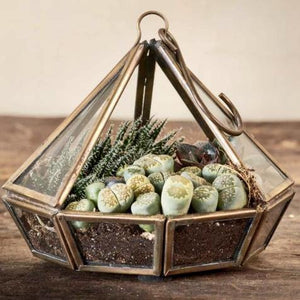 Bell Hanging Terrarium - Small