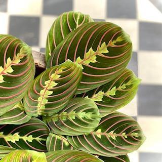 Maranta 'Fascinator'