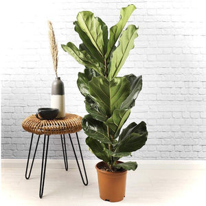 Fiddle Leaf Fig - Single Stem