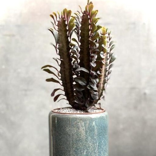 African Milk Tree ''Rubra' – Wild & Rust