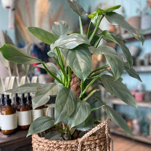 Philodendron Silver Queen