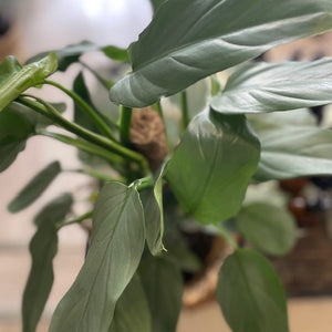 Philodendron Silver Queen