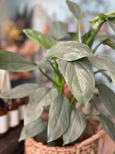 Philodendron Silver Queen