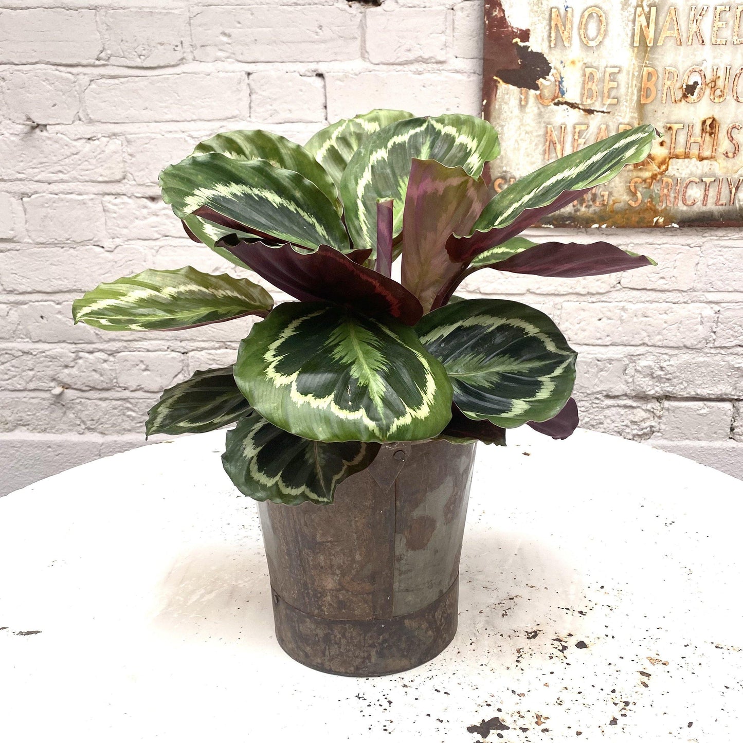Calathea Medallion - Cerise