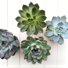 Load image into Gallery viewer, Mixed Echeveria

