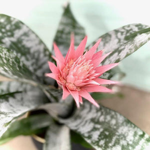 Aechmea Fasciata 'Primera'