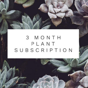 3 Month Plant Subscription