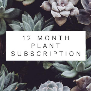 Image advertising 12 month plant subscription with a background of succulents and text in a white box