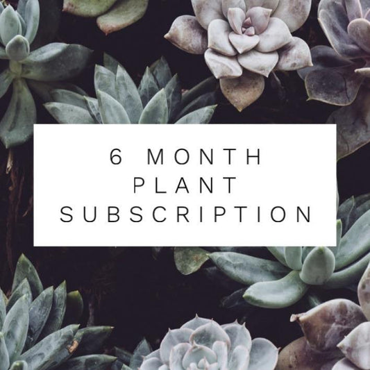 6 Month Plant Subscription