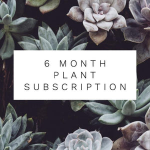 6 Month Plant Subscription