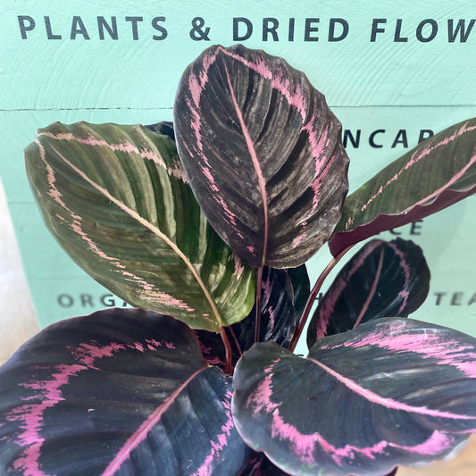 Calathea Medallion - Cerise