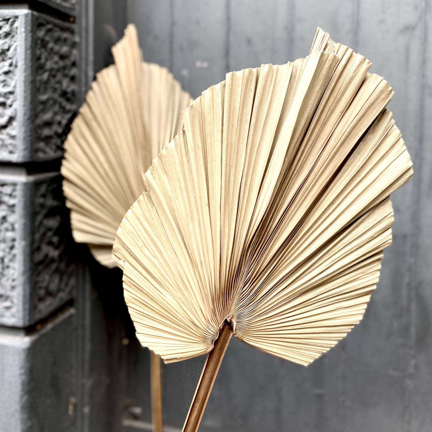 Dried Giant Washington Palm