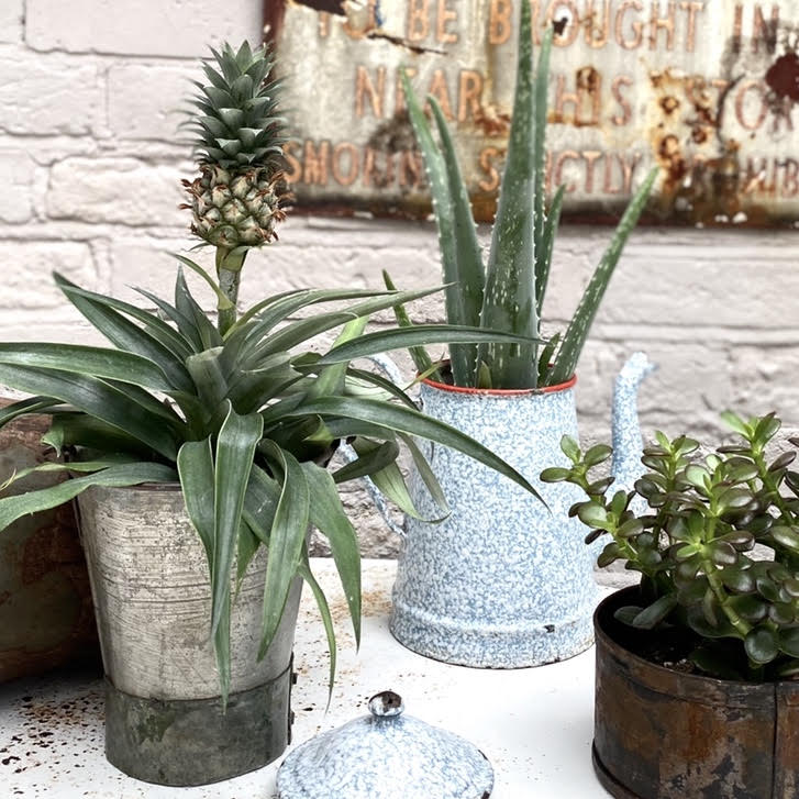 amigo plant succulent Ananas 'mi amigo' (Pineapple Plant) – Wild & Rust